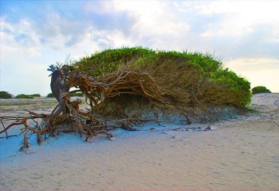 o que fazer em jericoacoara