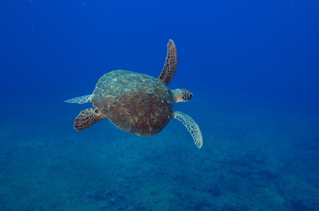 Fernando de Noronha