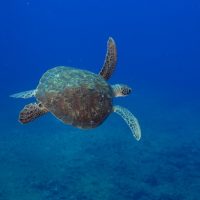 tartaruga-verde-noronha-3